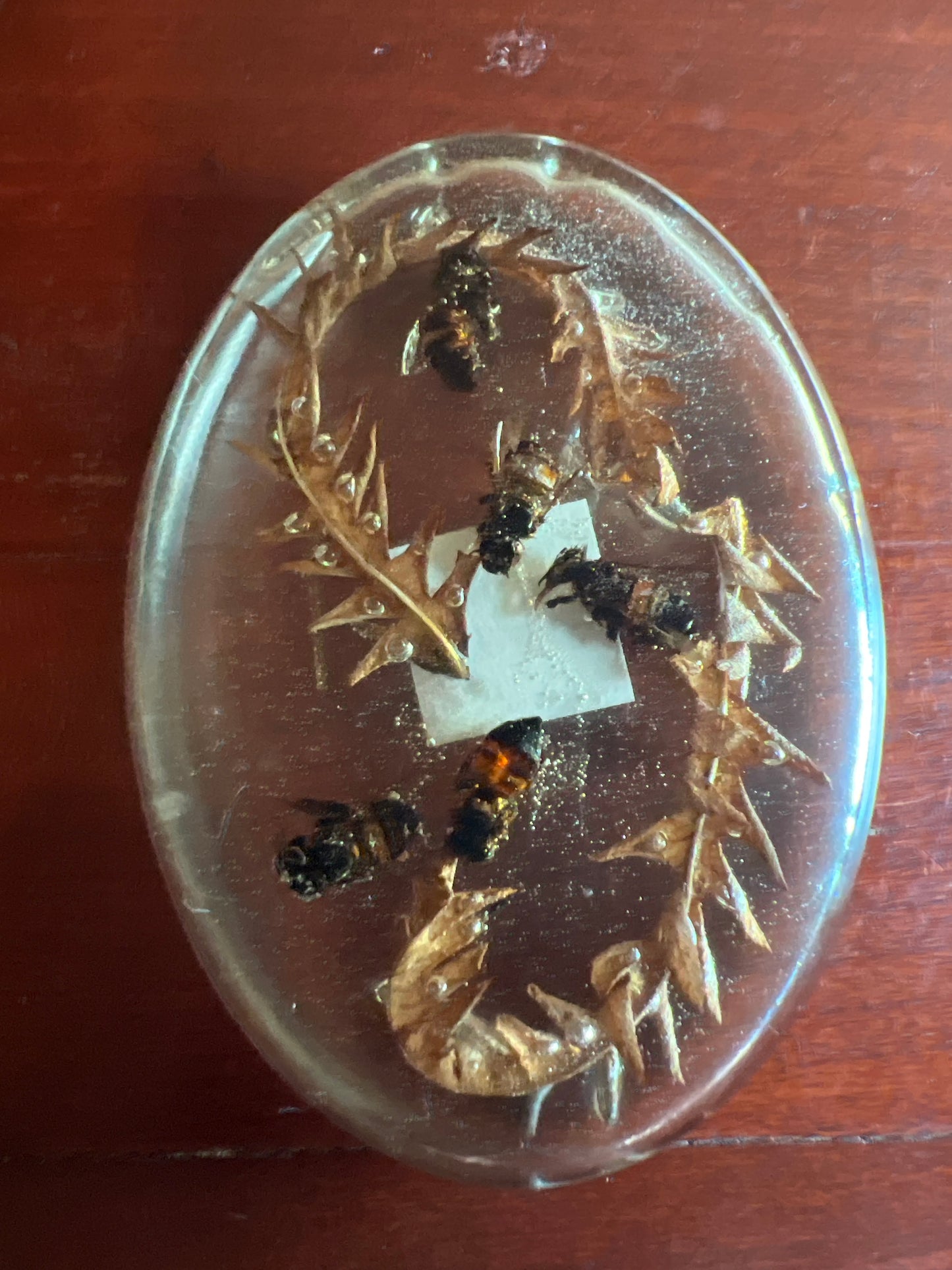 Bee Taxidermy: Big Oval