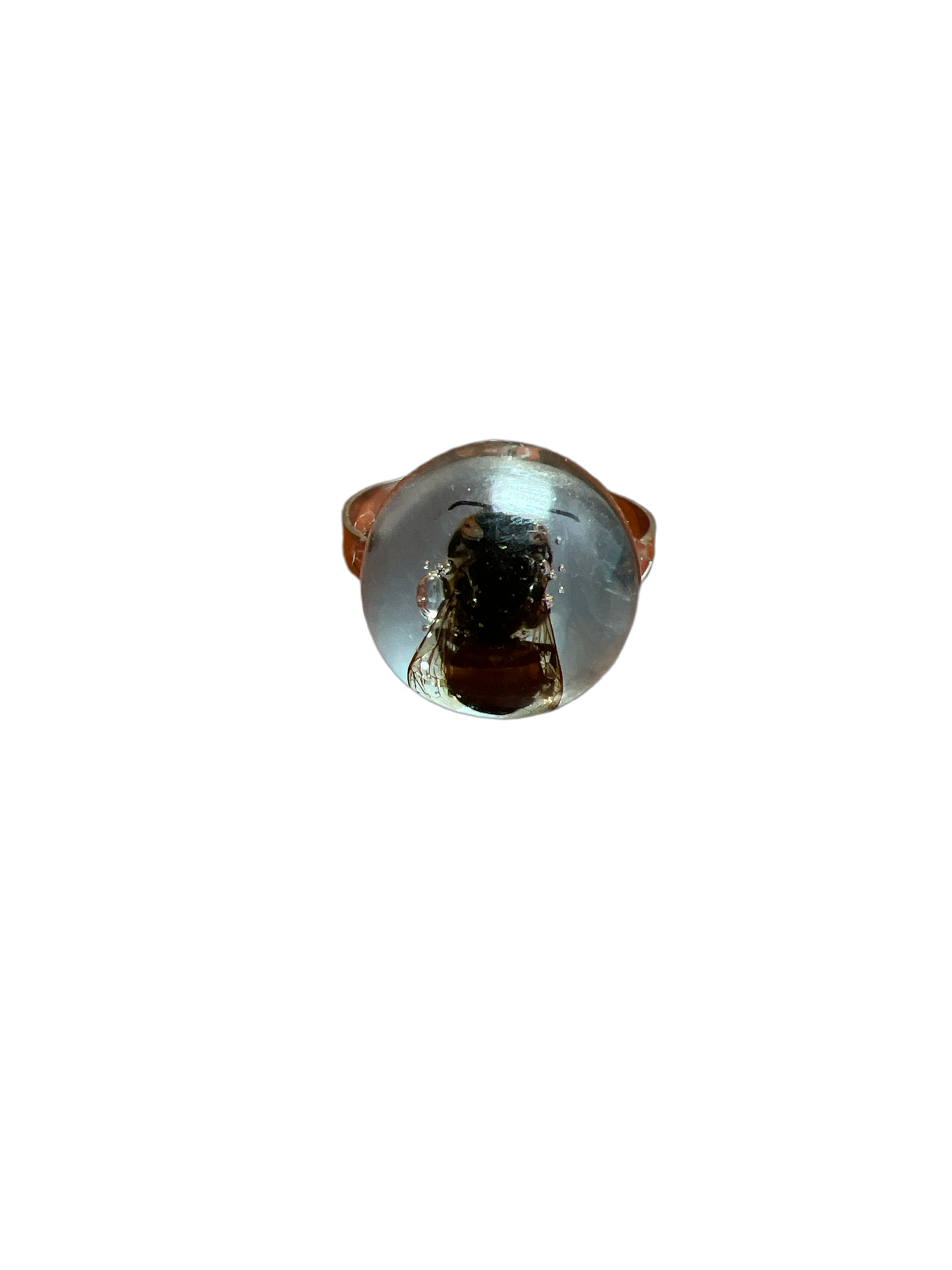 Bee Taxidermy: Bee Rings-Circle