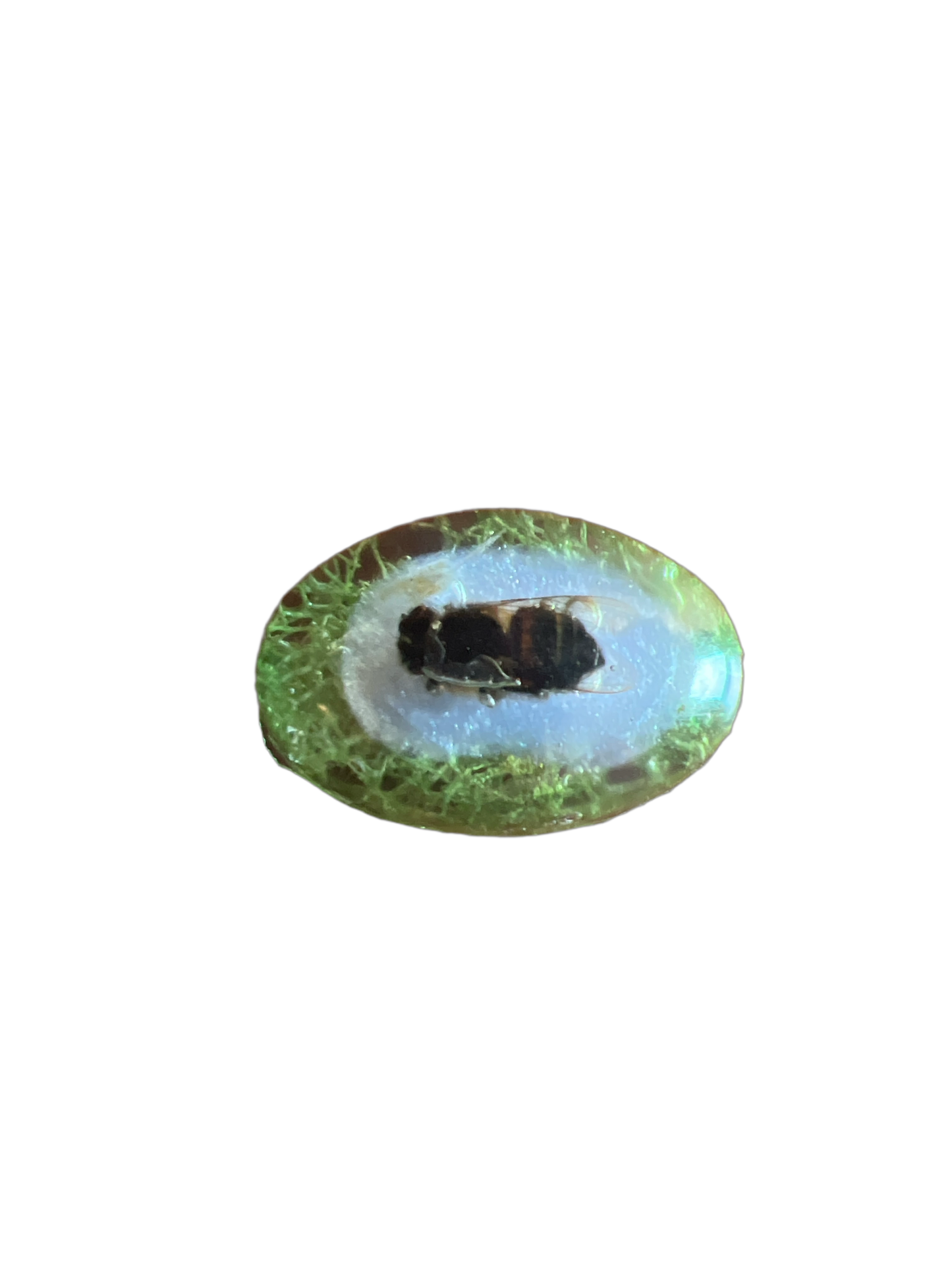 Bee Taxidermy: $5 Bin