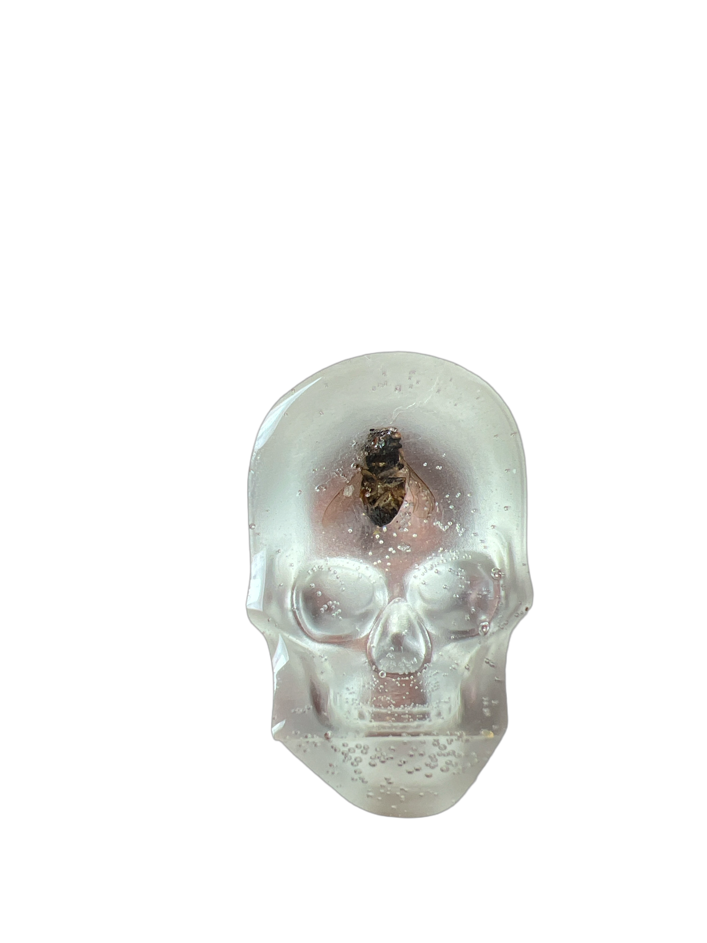 Bee Taxidermy: Skull