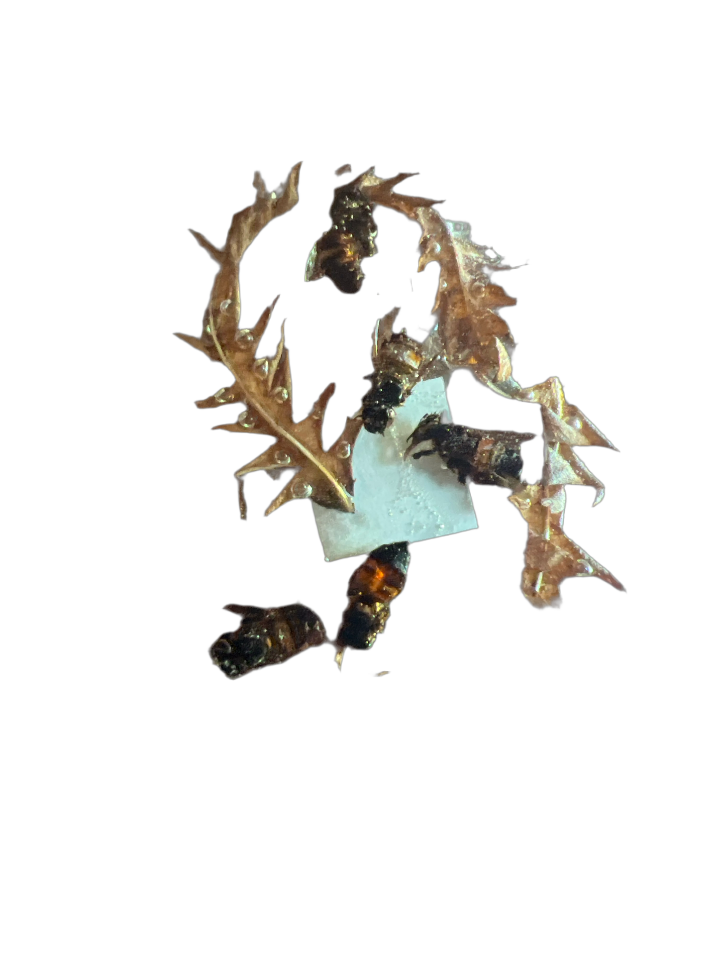 Bee Taxidermy: Big Oval