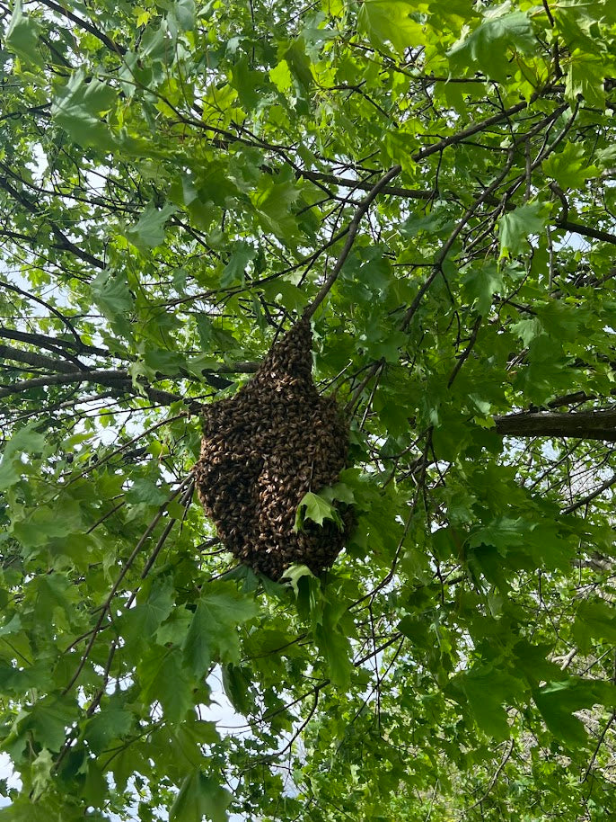 Honeoye Falls Summer