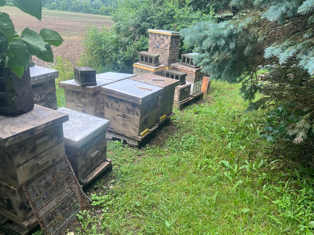 Mendon Summer